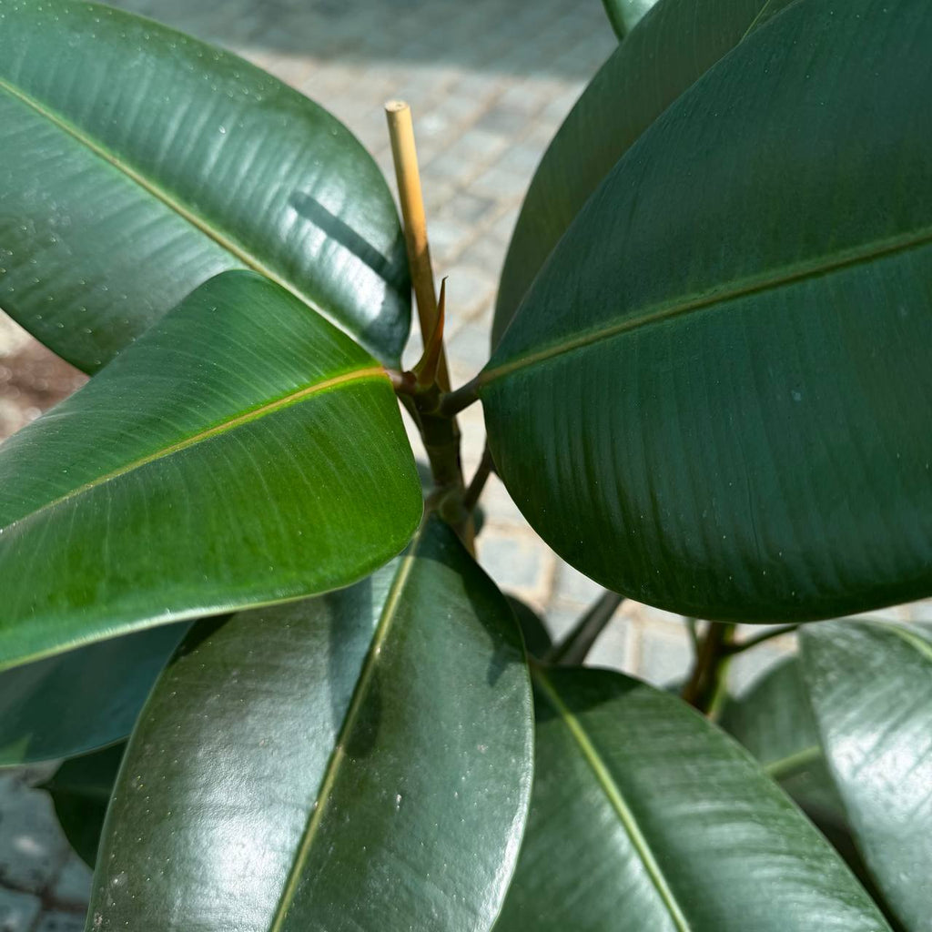Rubber Plant