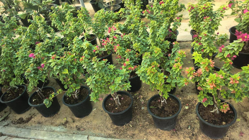 Bougainvillea bush