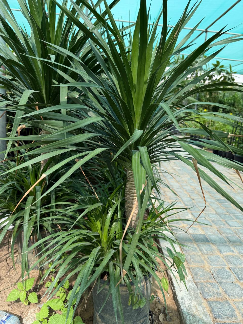 Dracena Draco