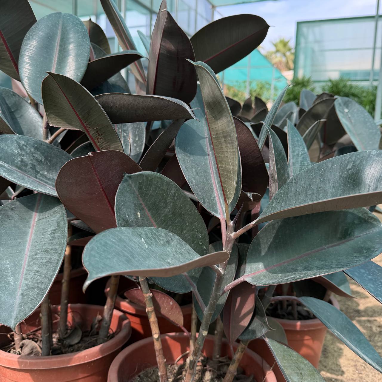 Rubber Plant