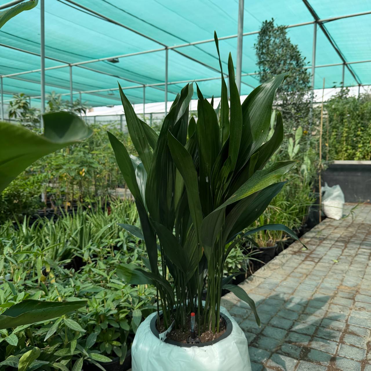 Cast Iron Plant