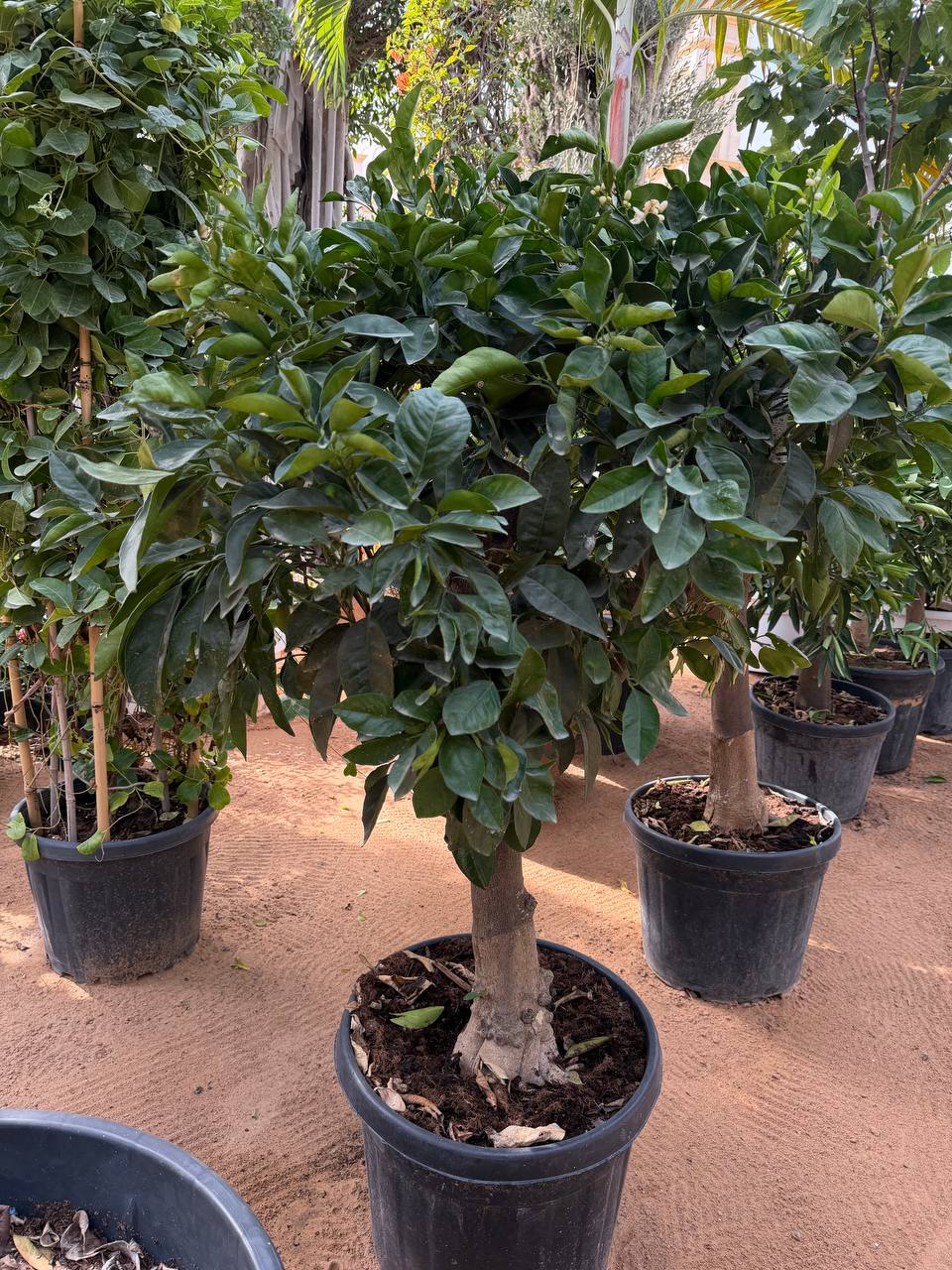 Lemon tree