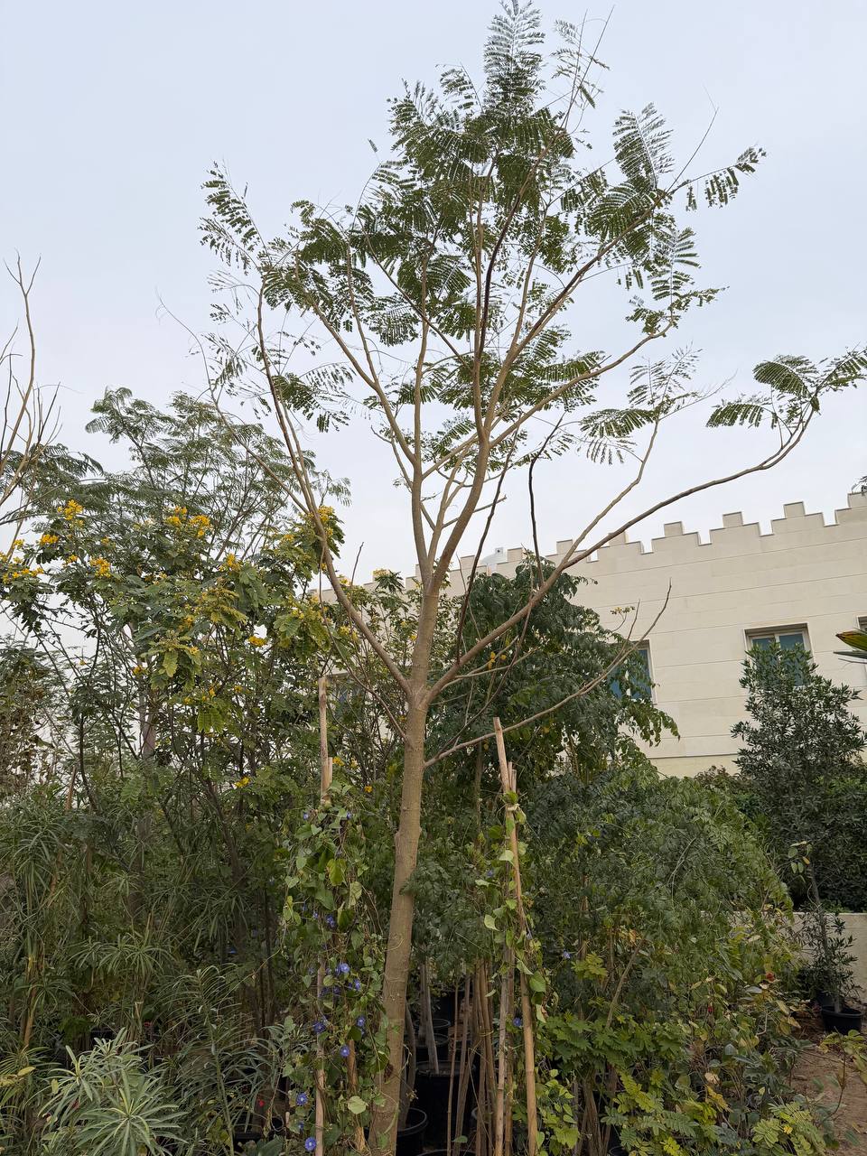 Flem tree