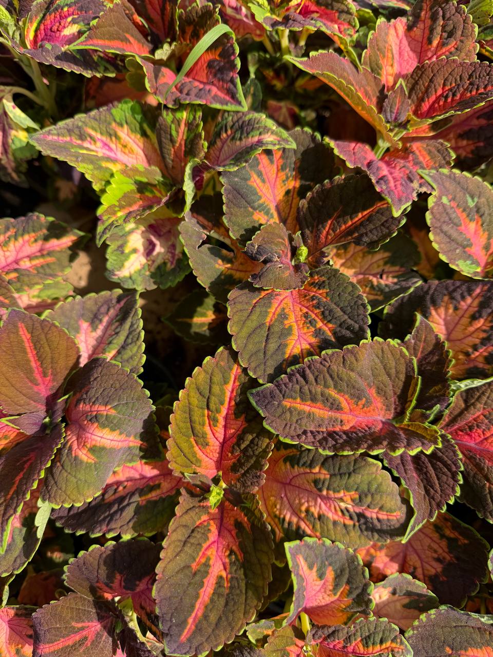 Coleus