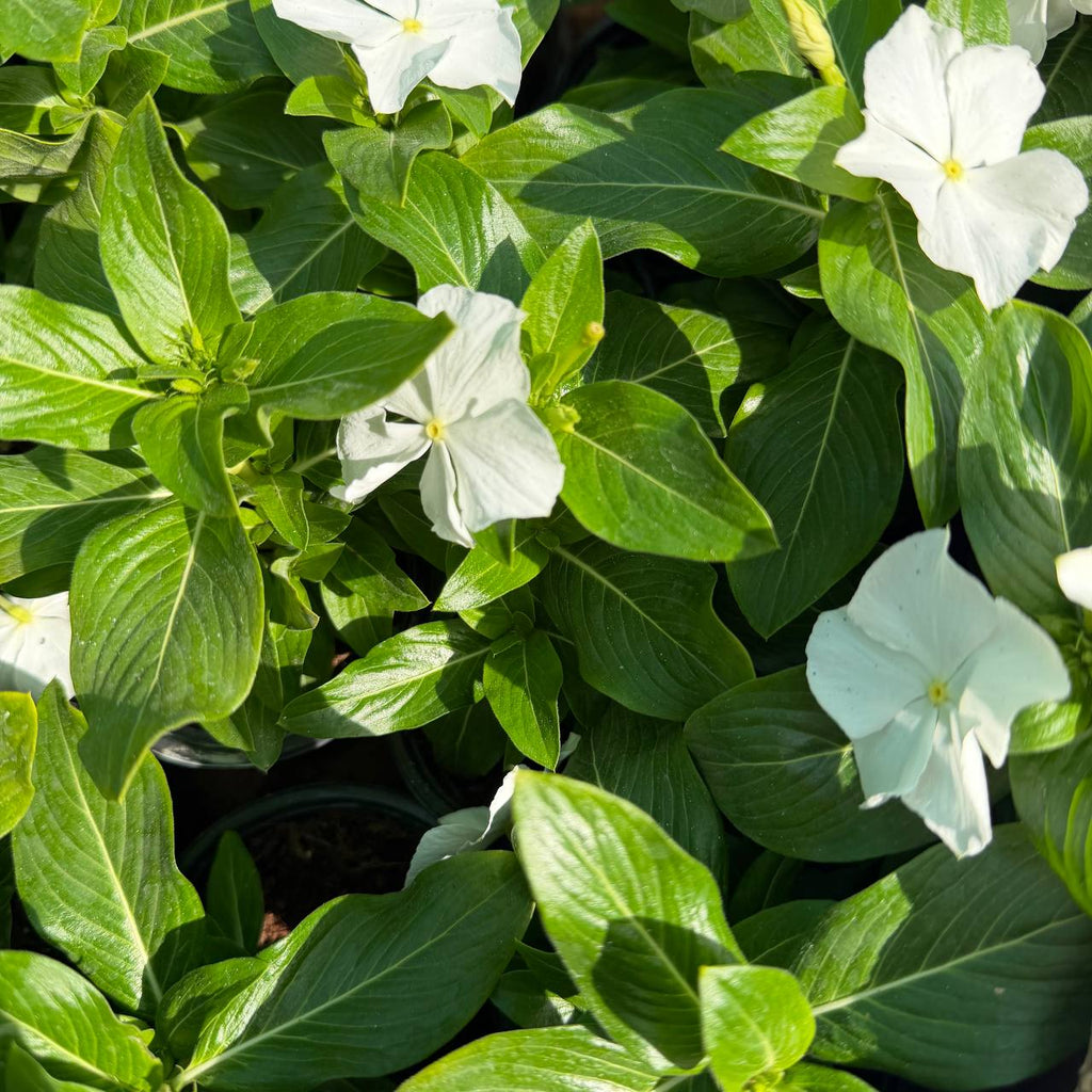 Catharanthus roseus