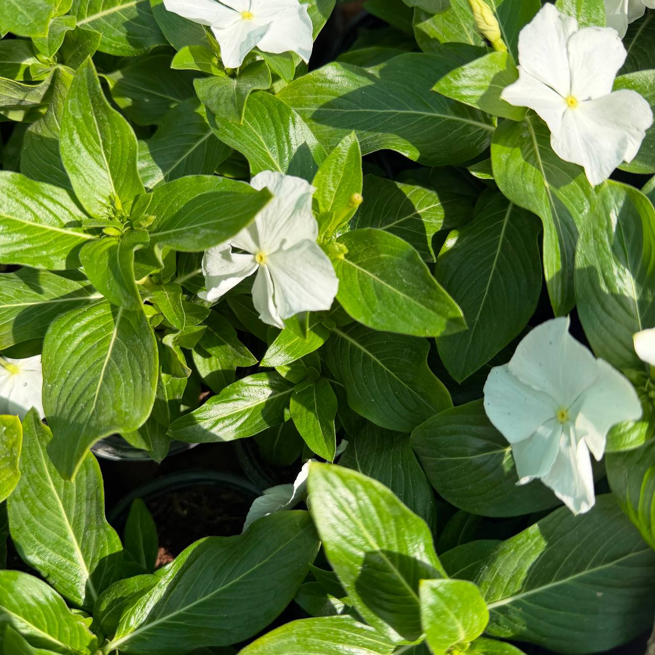 Catharanthus roseus
