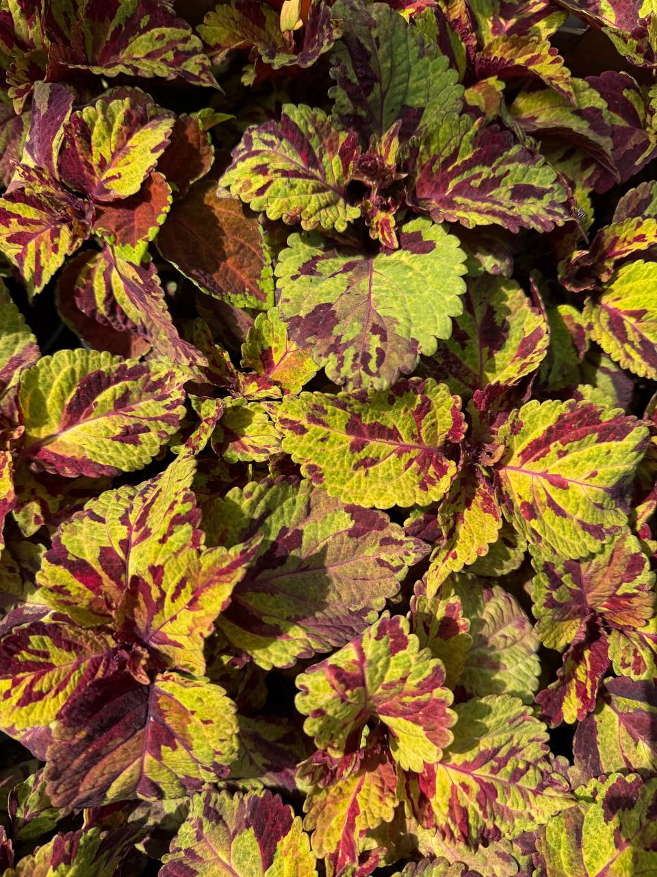 Coleus