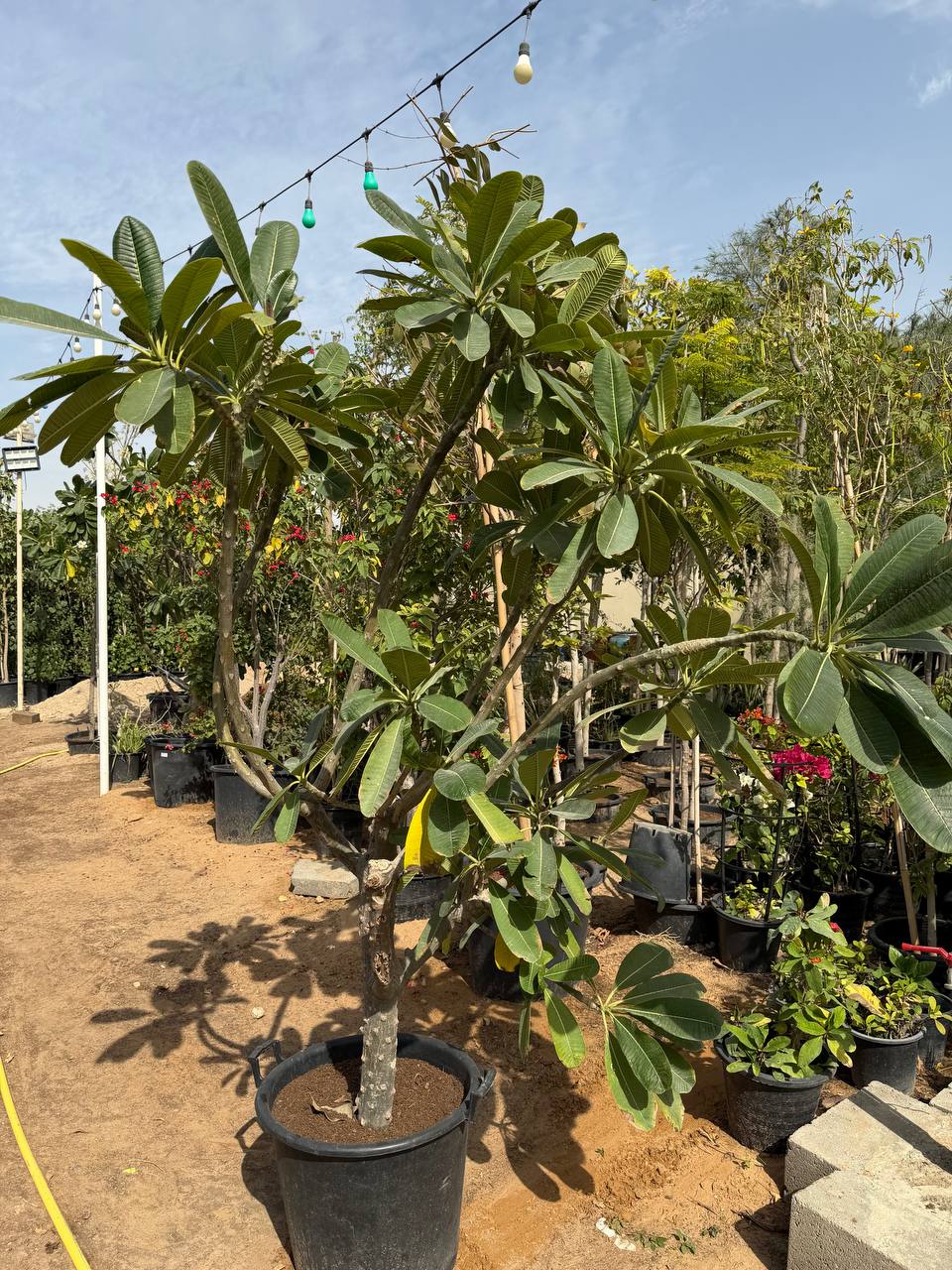Plumeria Tree