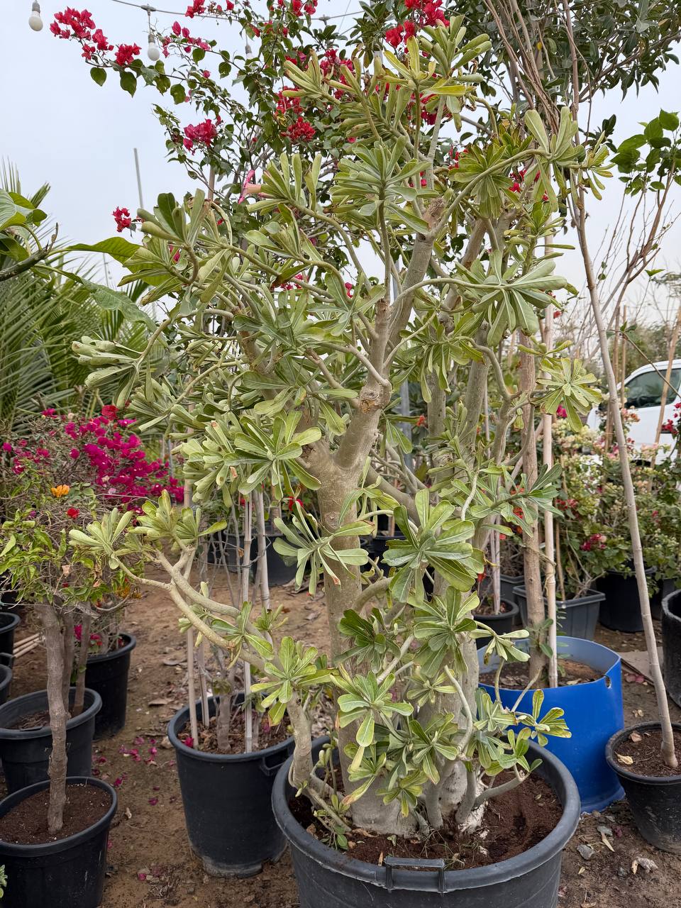 Desert rose