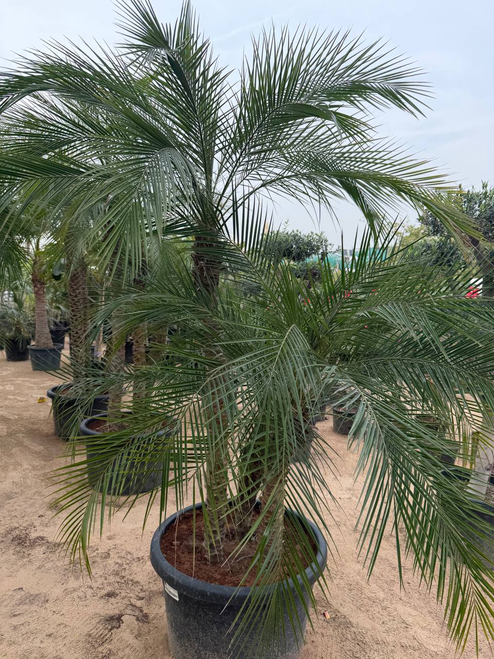 Finics palm