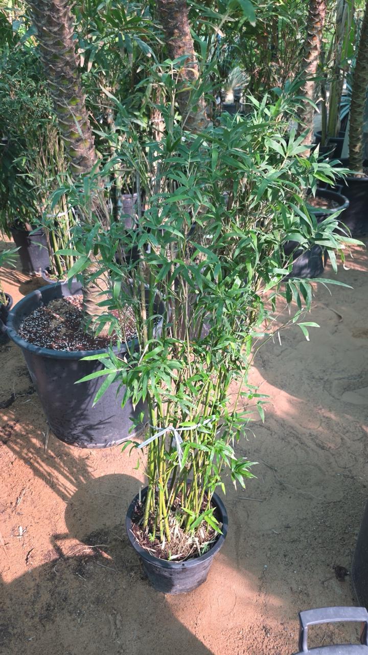 Bambusa Grass (Bamboo)