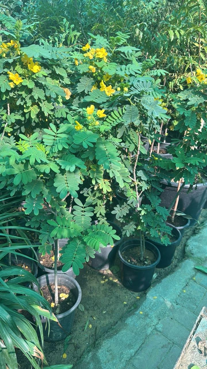 Senna Tree