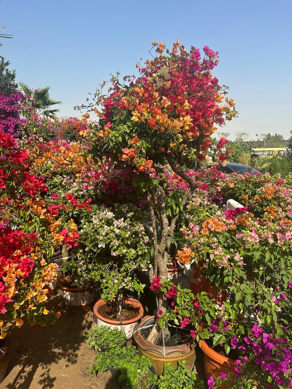 Bougainvillea Tree