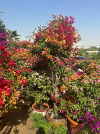 Bougainvillea Tree