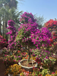Bougainvillea Tree