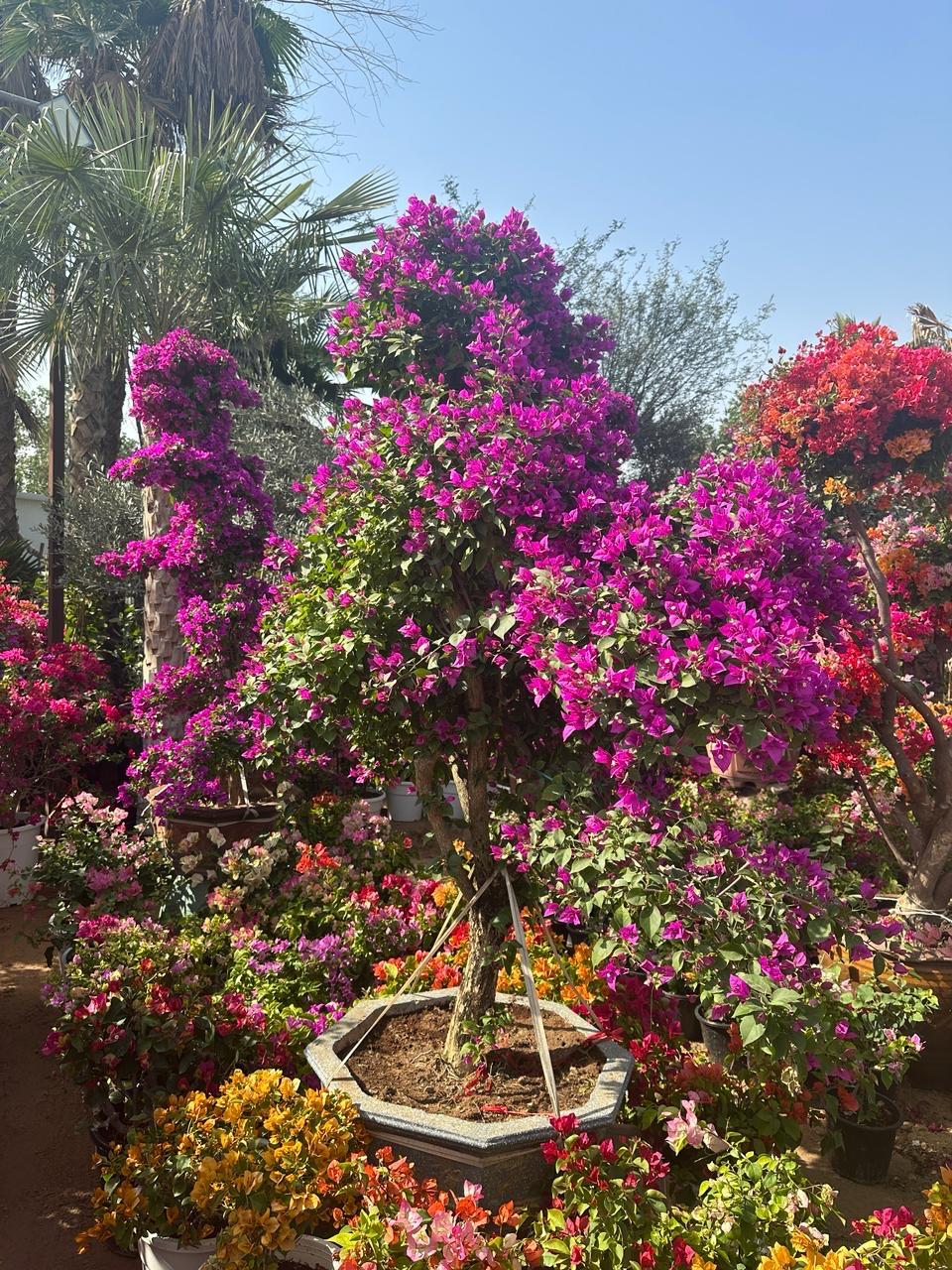 Bougainvillea Tree