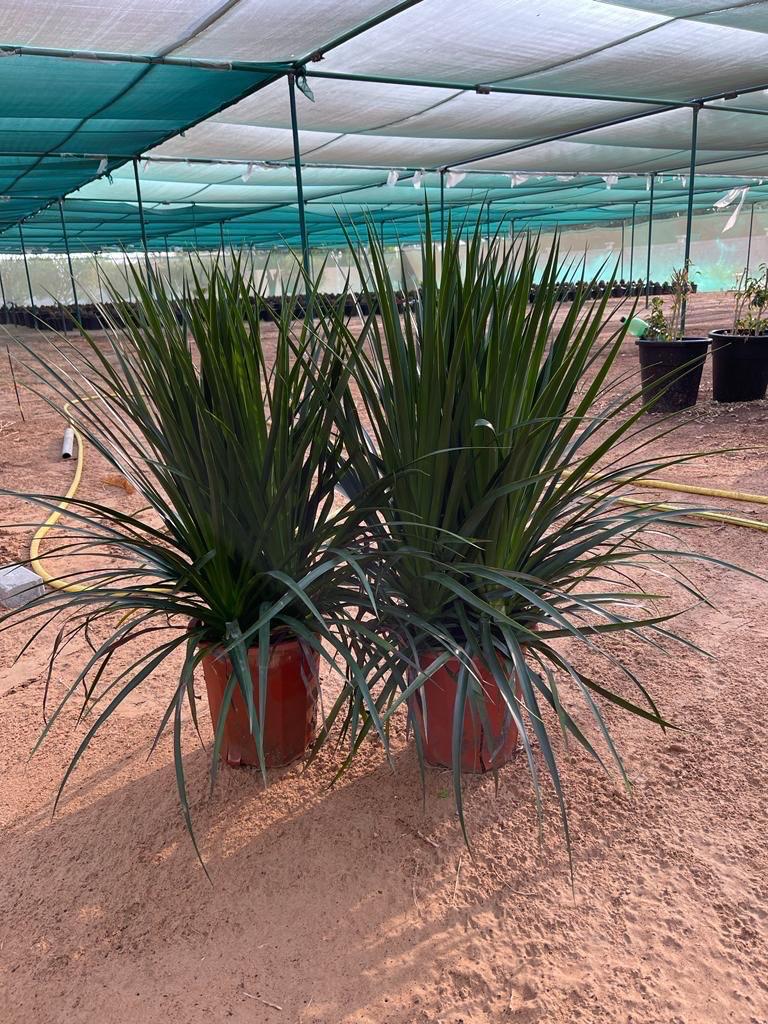 Lomandra