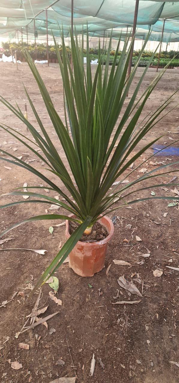 Yucca