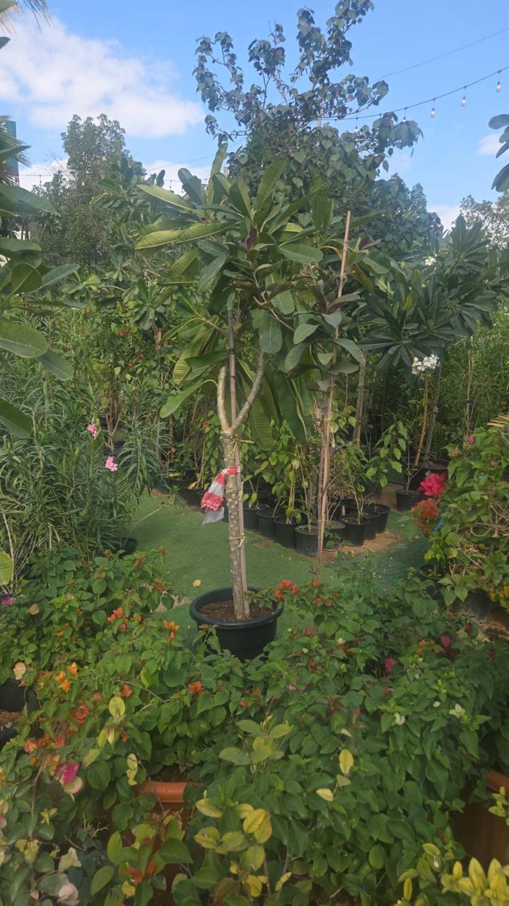 Plumeria Tree