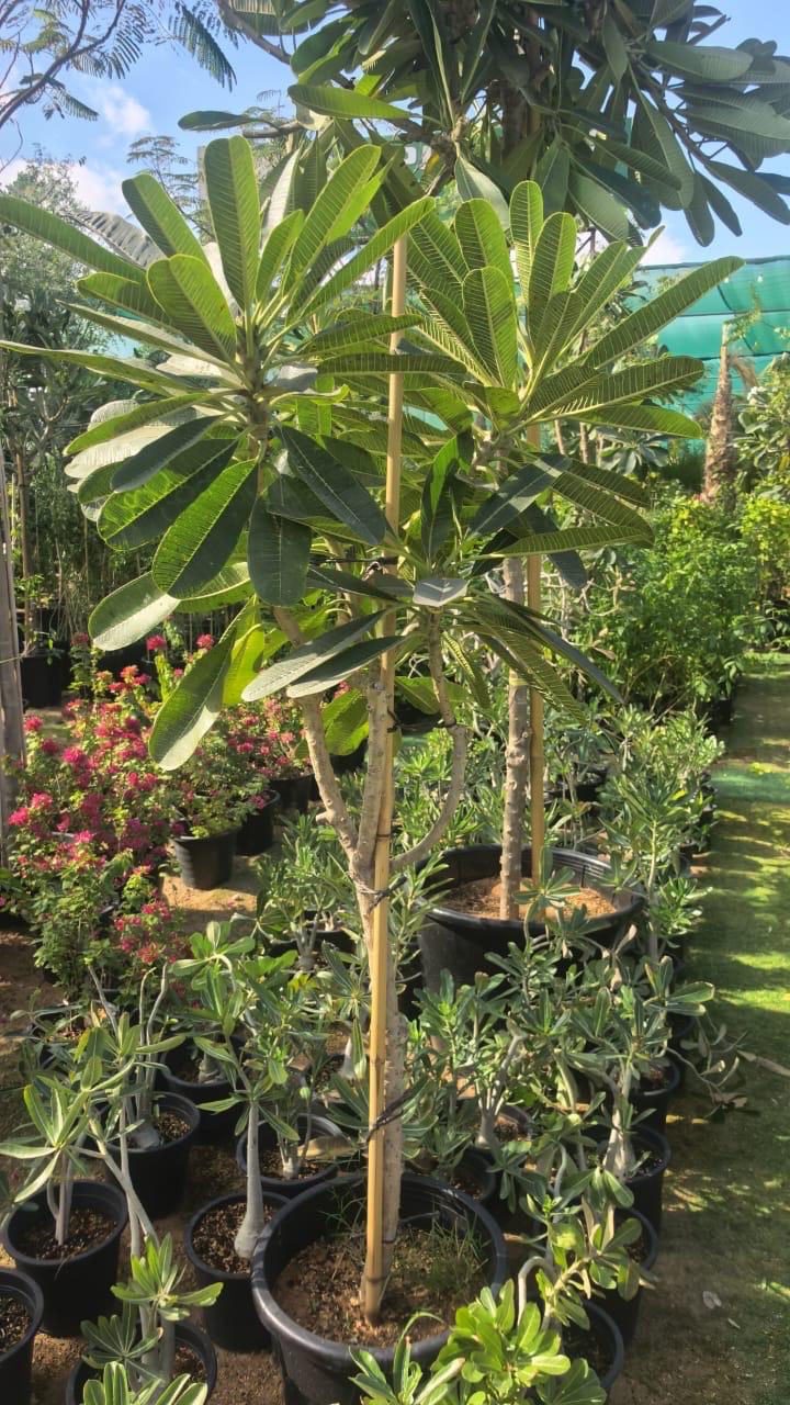 Small Plumeria Tree