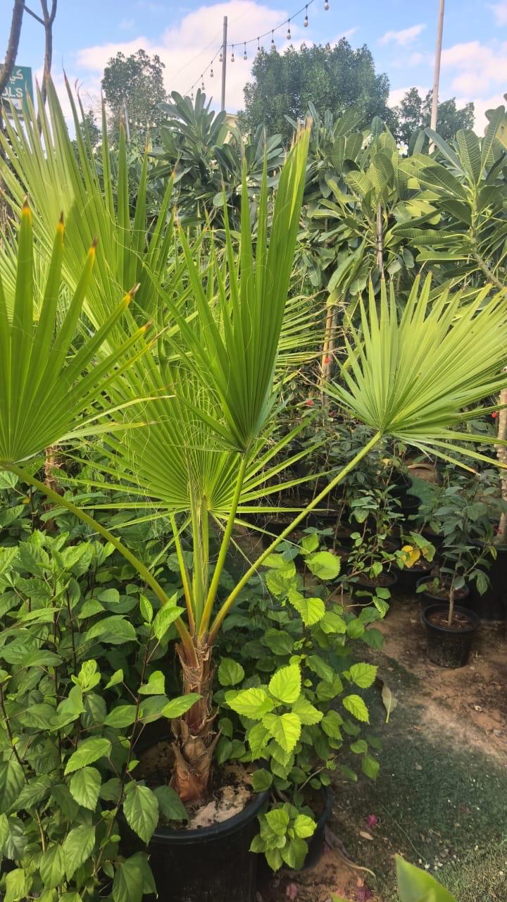 Washingtonia Palm