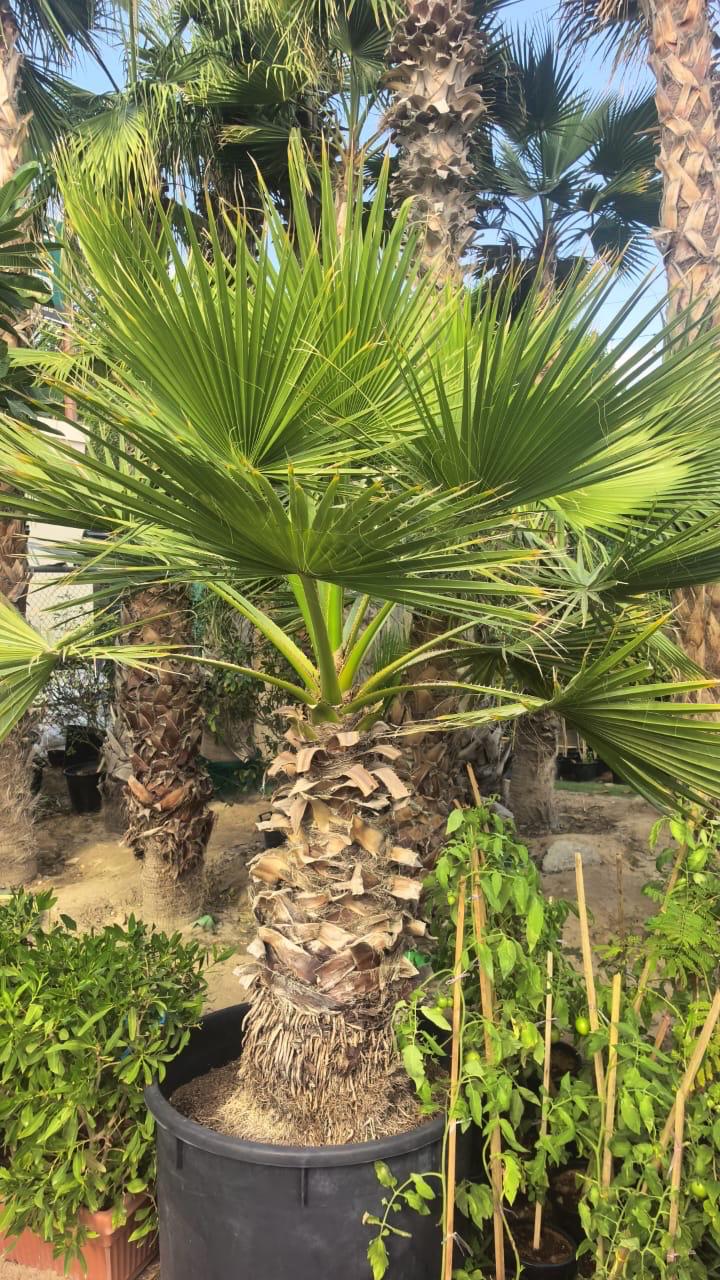 Washingtonia Palm