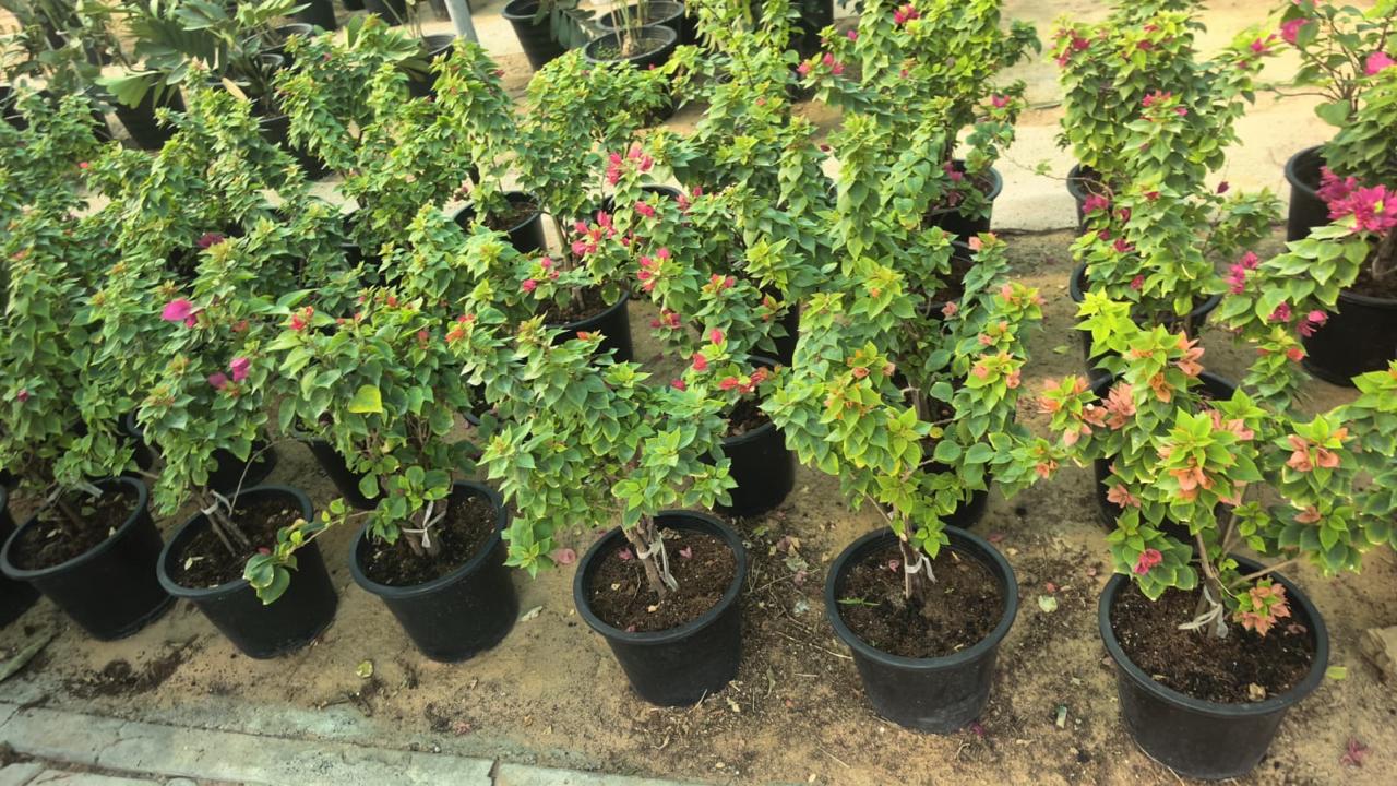 Bougainvillea