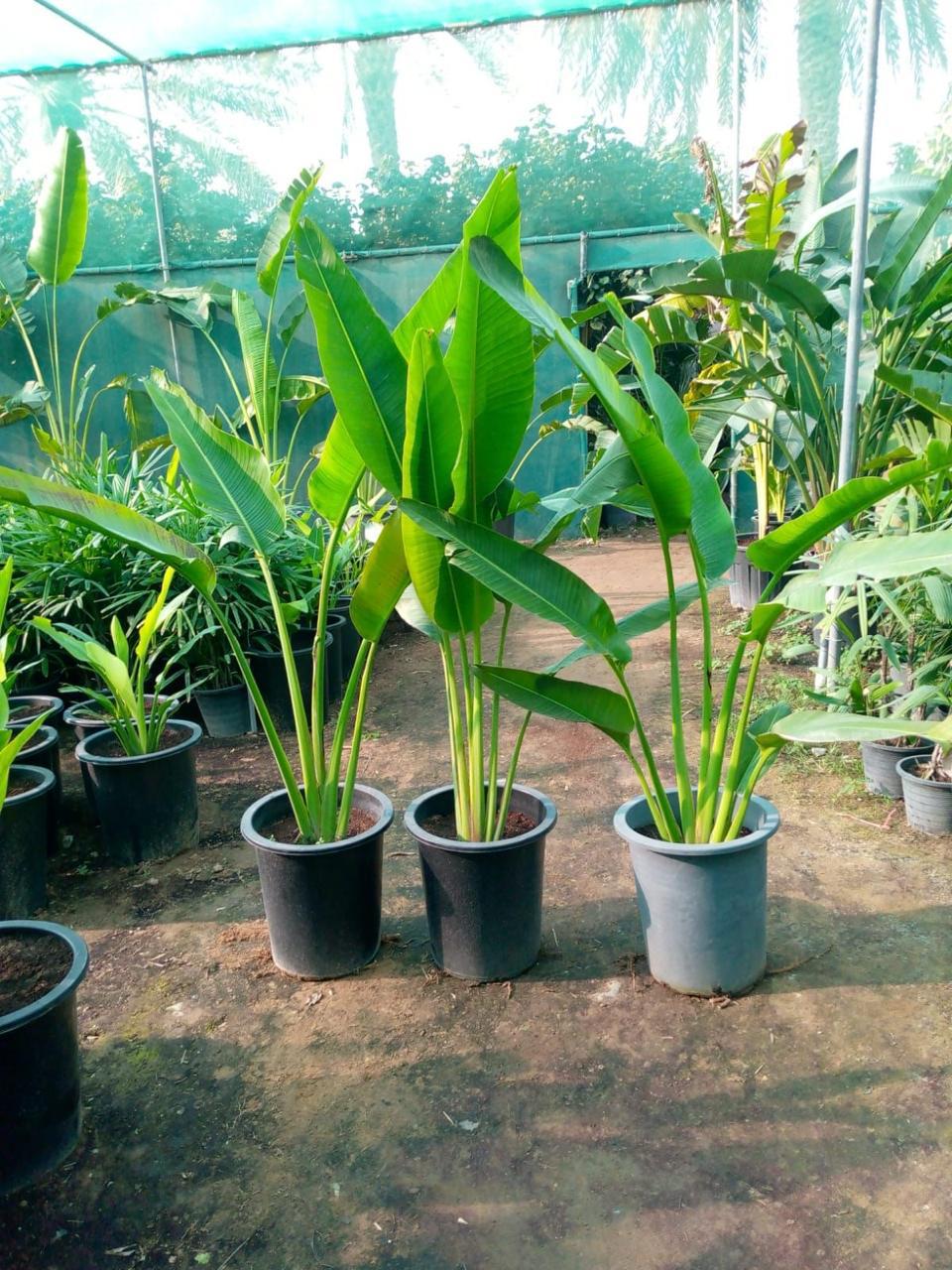 Bird of Paradise Tree