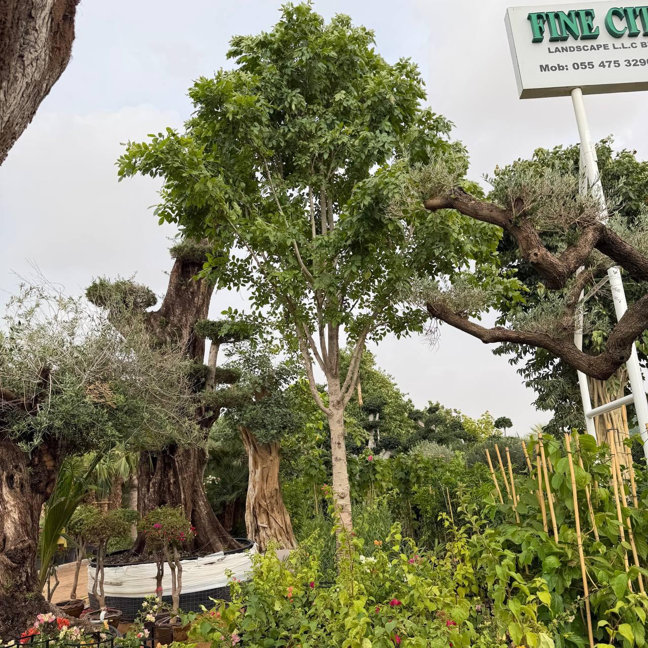 Doluchandra Tree
