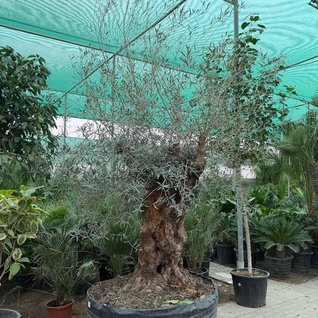 Olive Tree