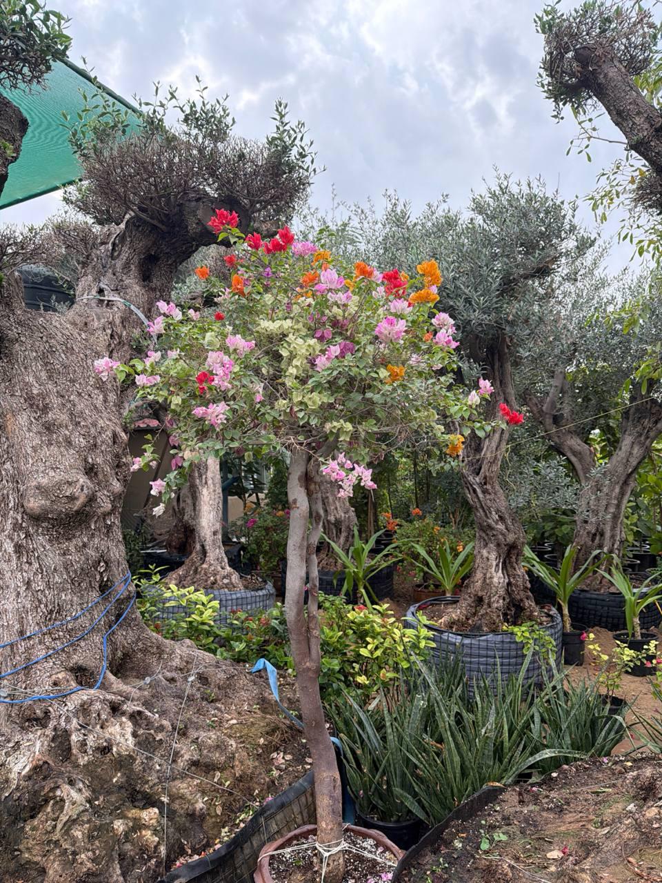 Bougainvillea