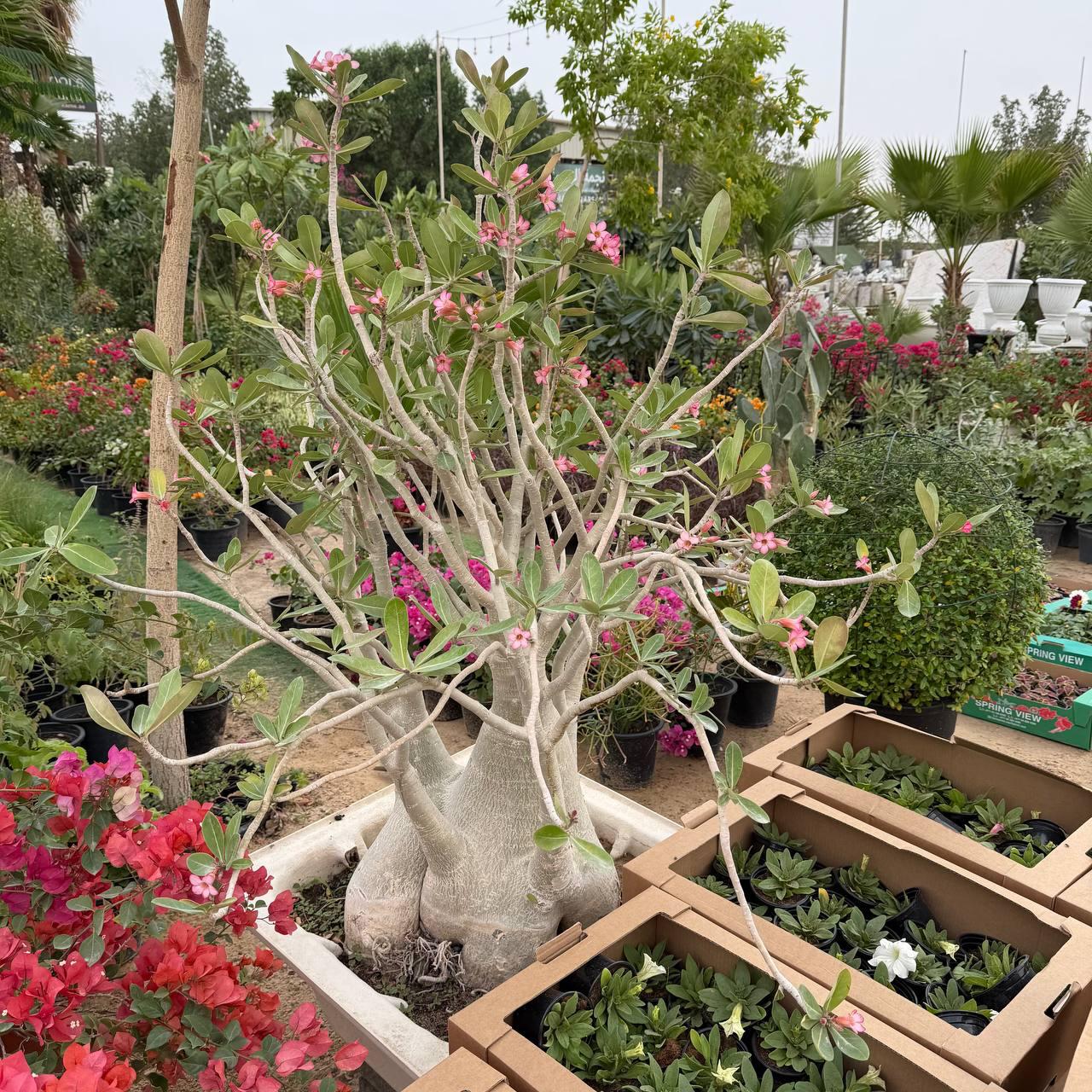 Mohsin Tree