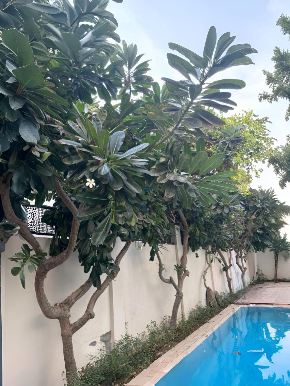 Plumeria Tree