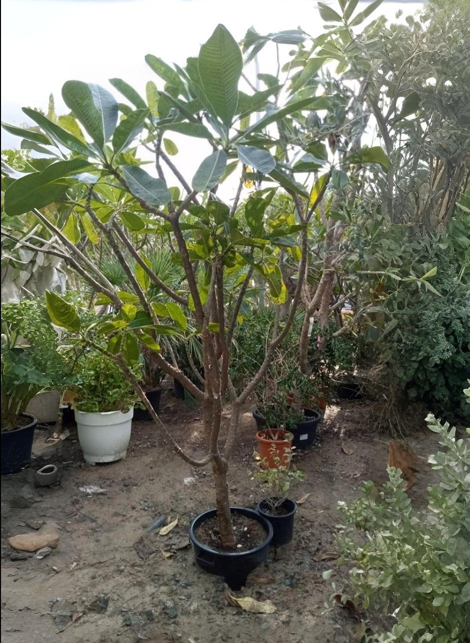 Plumeria Tree