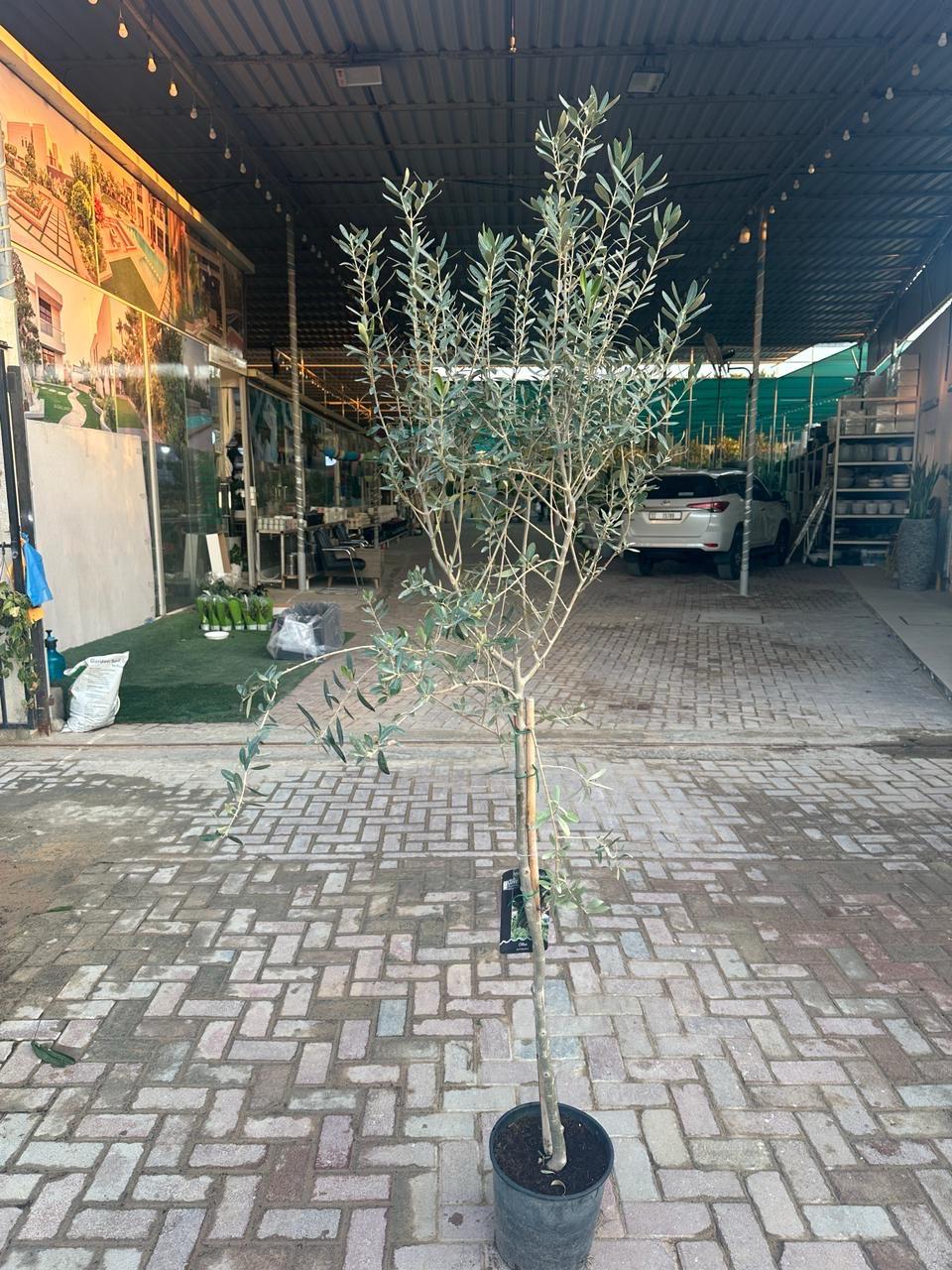 Olive Tree