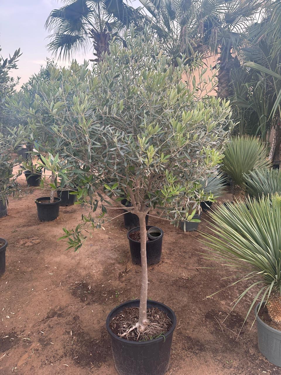 Olive Tree