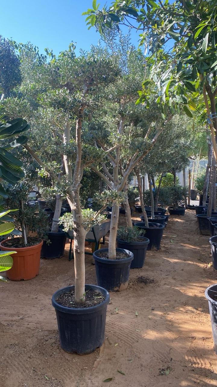 Olive Tree