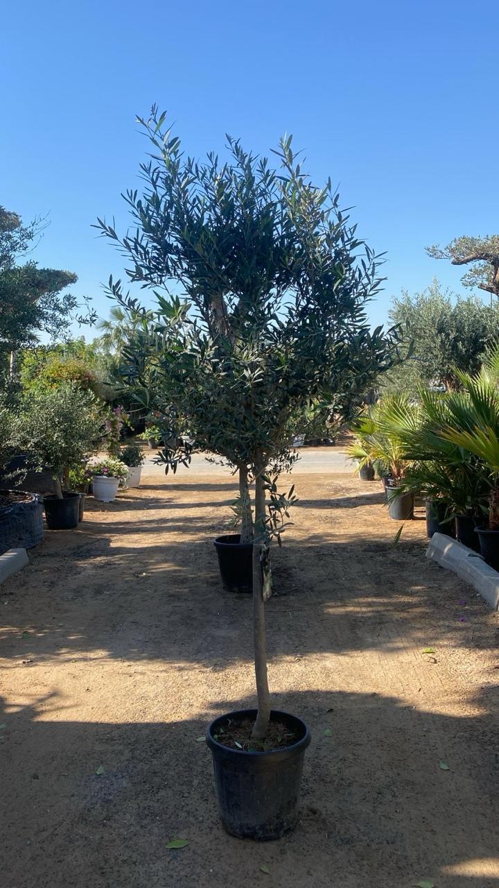 Olive Tree