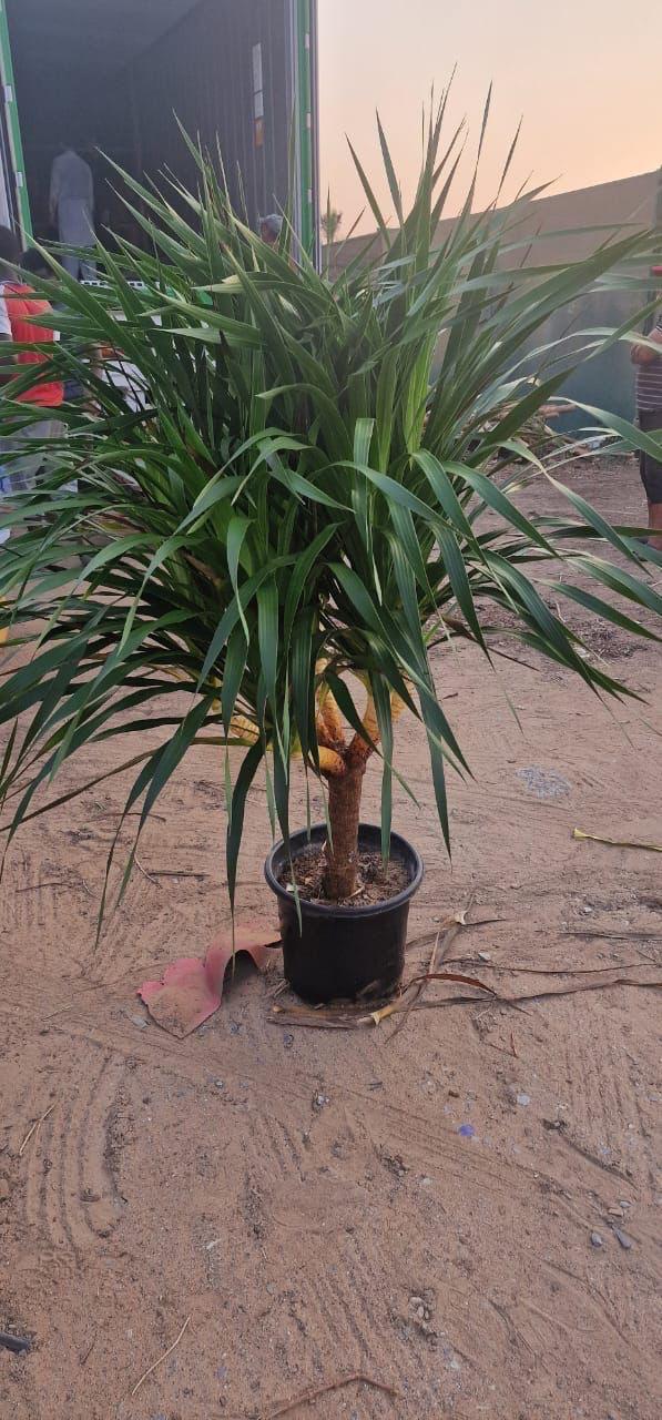 Dragon Tree