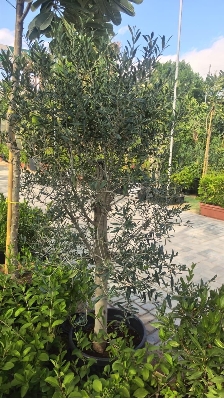 Olive Tree