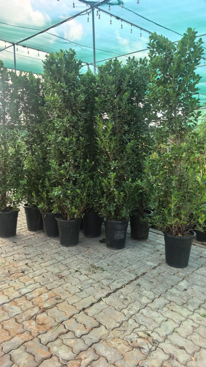 Ficus Tree
