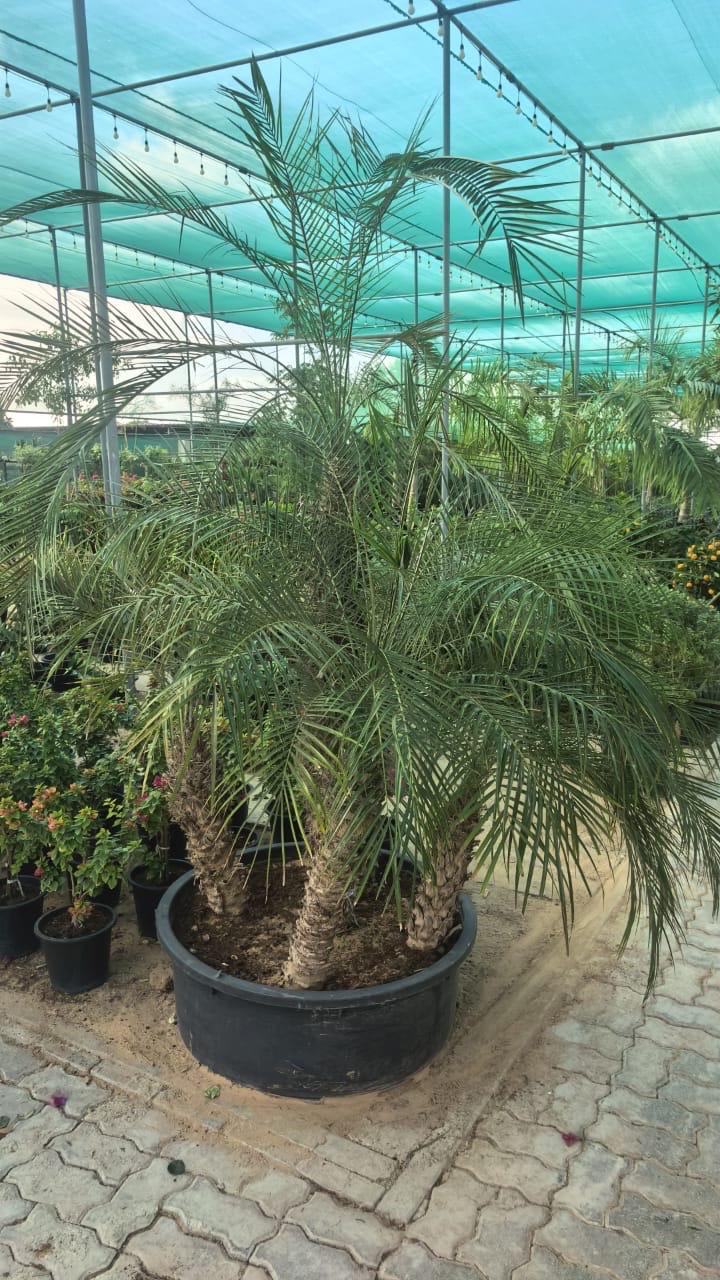 Phoenix Roebelenii