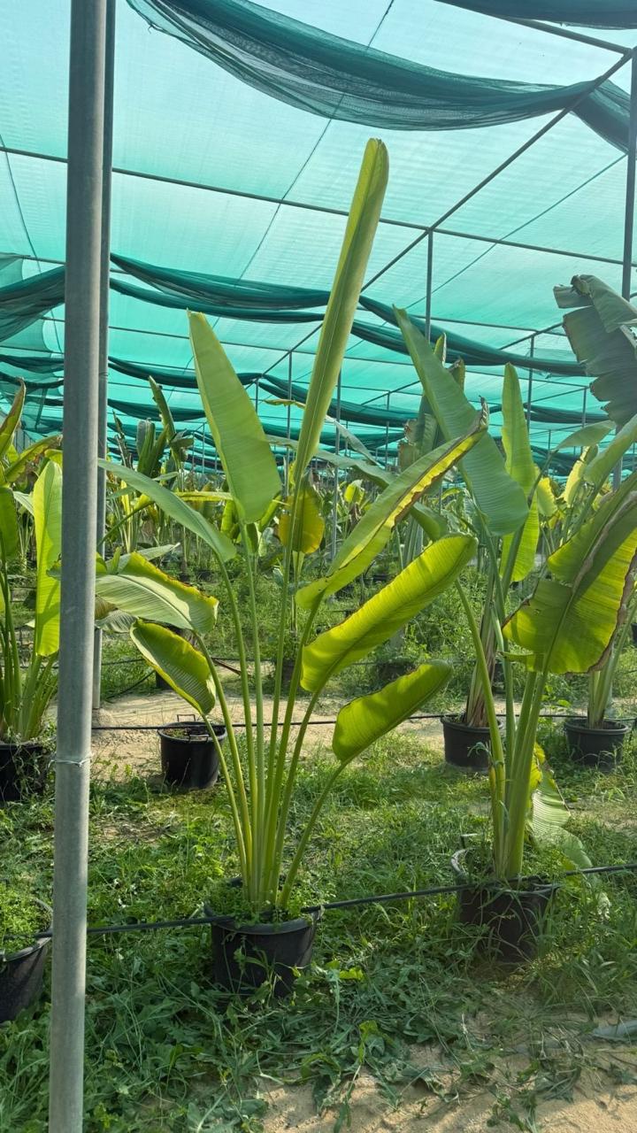 Bird of Paradise Tree