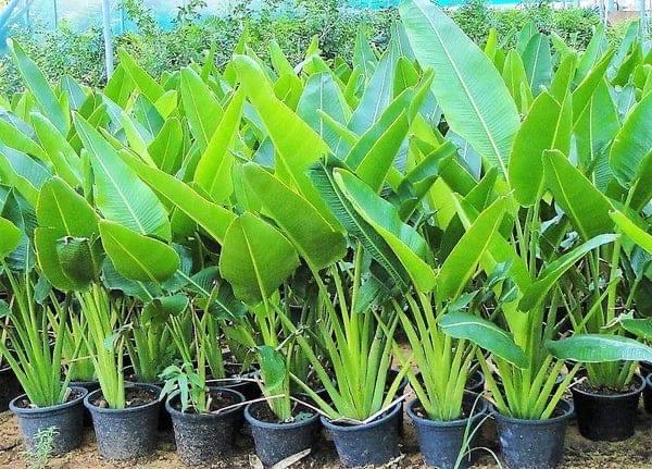Bird of Paradise Tree