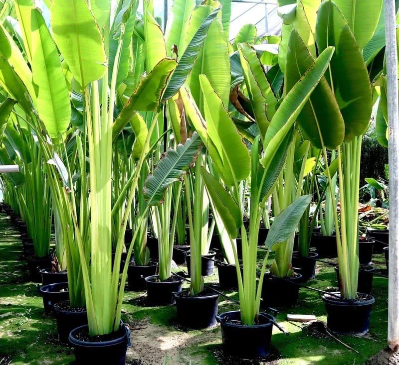 Bird of Paradise Tree