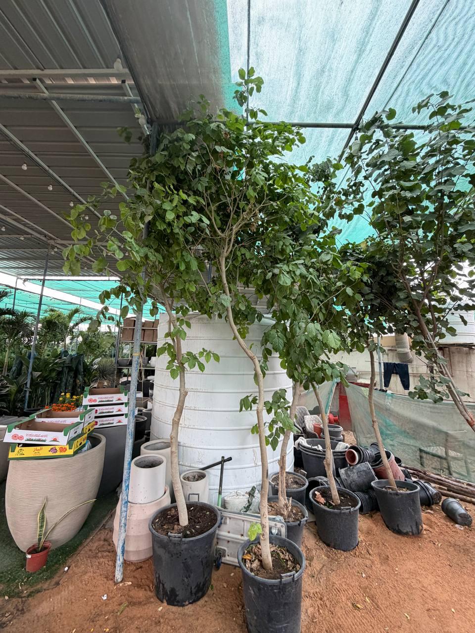 Pongamia Tree