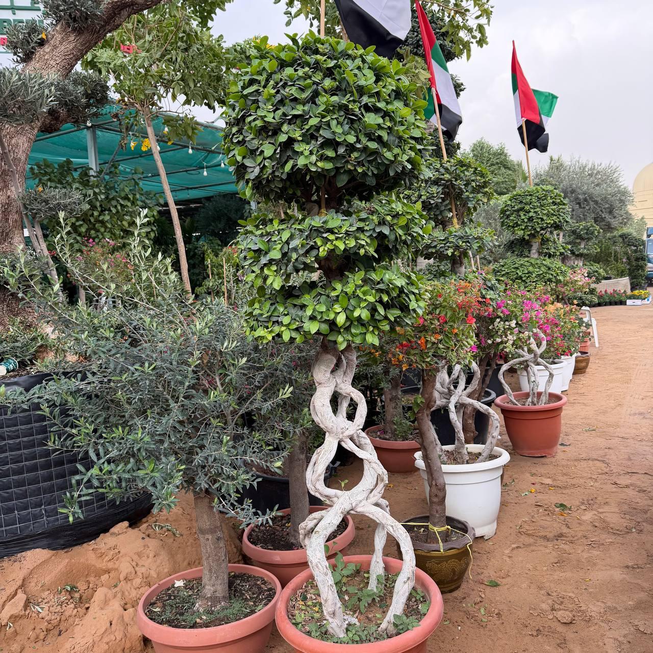 Ficus Bonsai