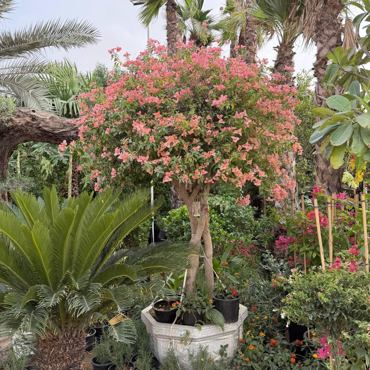 Bougainvillea