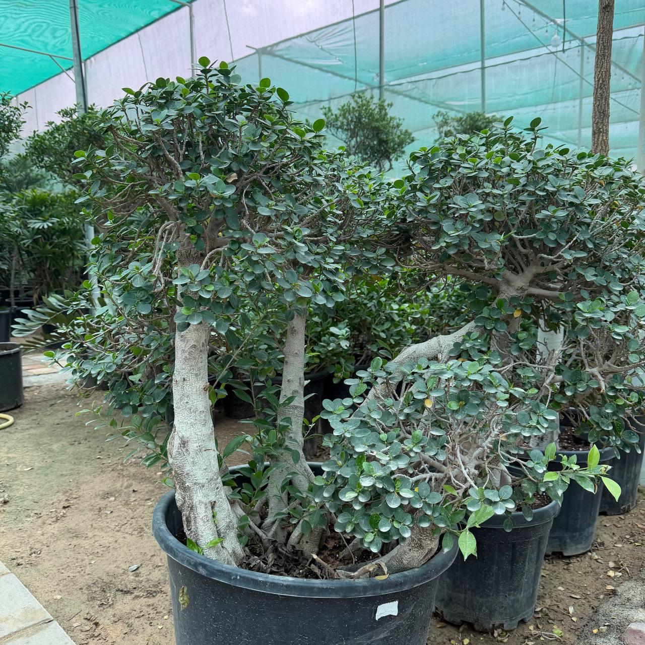 Ficus Tree