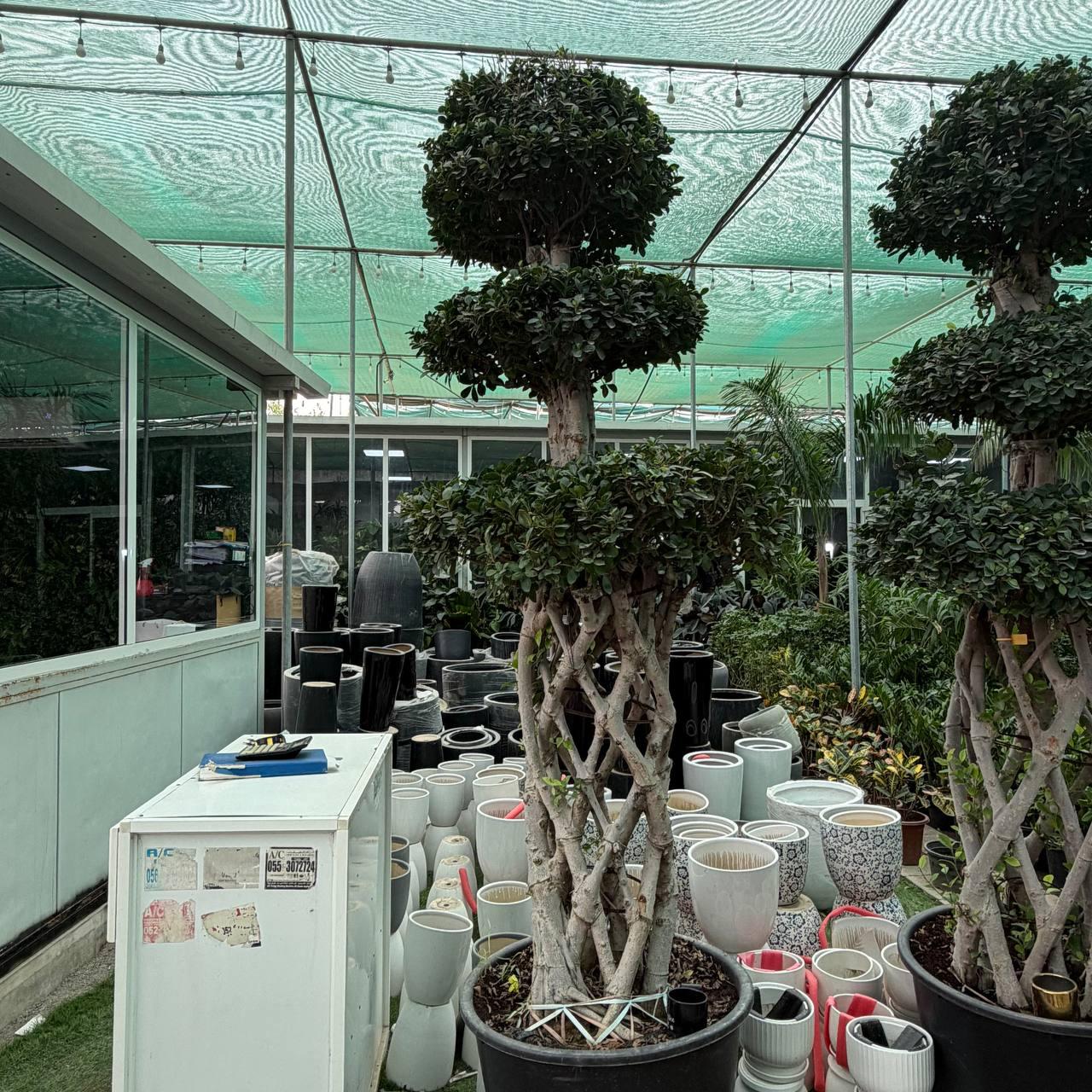 Bonsai Tree